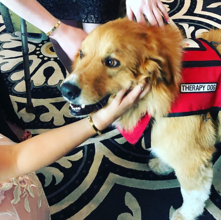 therapy dog moses